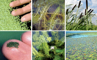 A Guide To Help Identify Different Pond Weeds