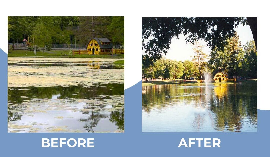 Pond algae solution before, and after