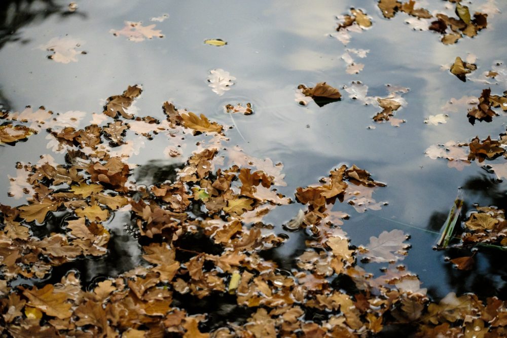 Leaves in Pond