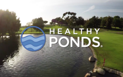 Organic Overgrowth and Biodegradable Pond Cleaner Solution