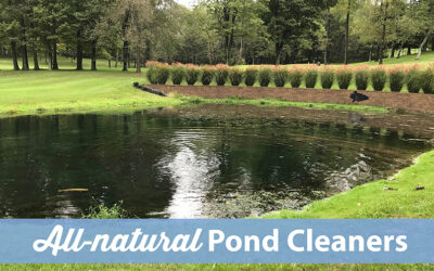 Why Treat Your Pond with All-natural Products?