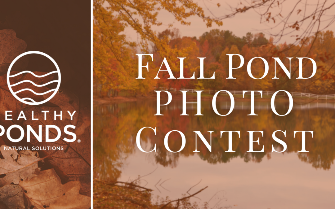 Fall Pond Photo Contest