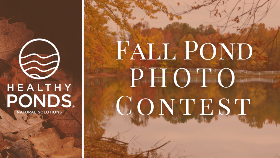 fall pond photo contest