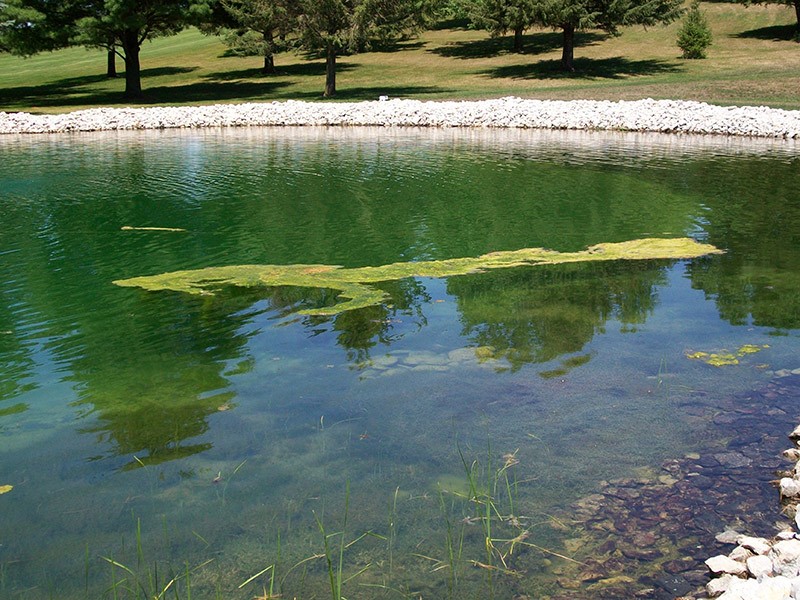 but at Healthy Ponds, we can help you identify the type of algae in your po...