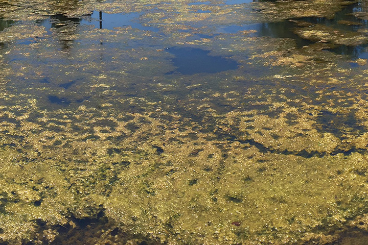 image of brown pond with algae before cleaning