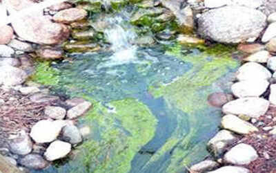 Algae Control & The Best Algaecide For Ponds