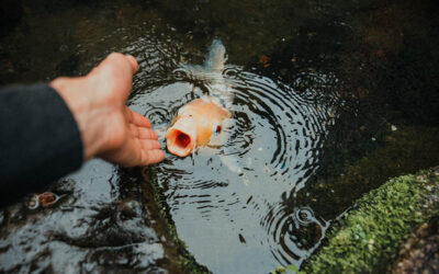 How To Clean A Koi Pond