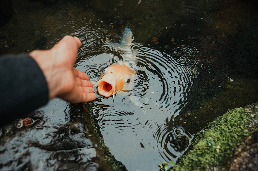 how to clean a koi pond