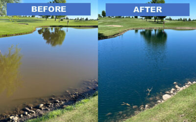4 Facts About Pond Dye