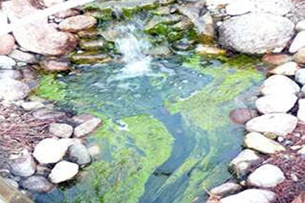 mild algae