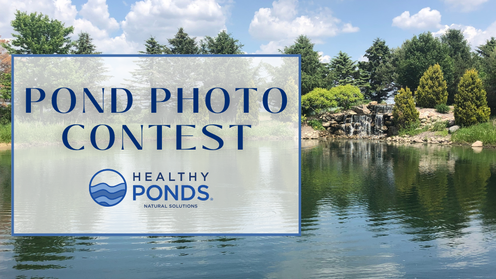 pond photo contest