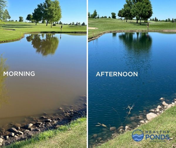 pond scum removal before and after
