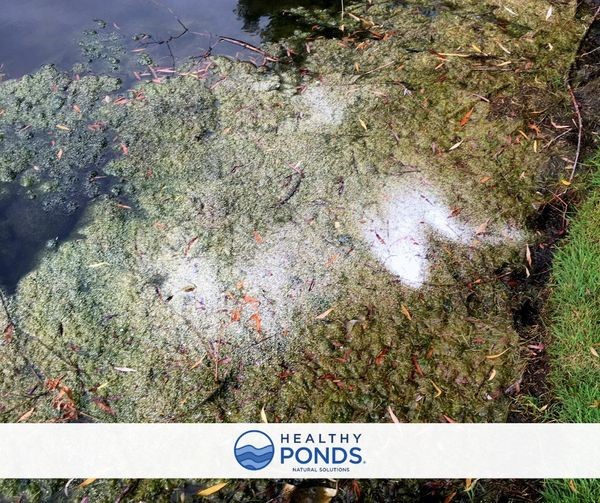Pond Scum Removal: Easy & Effective Options