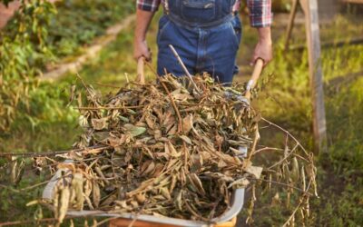 Compost Accelerator: Speed Up Your Composting