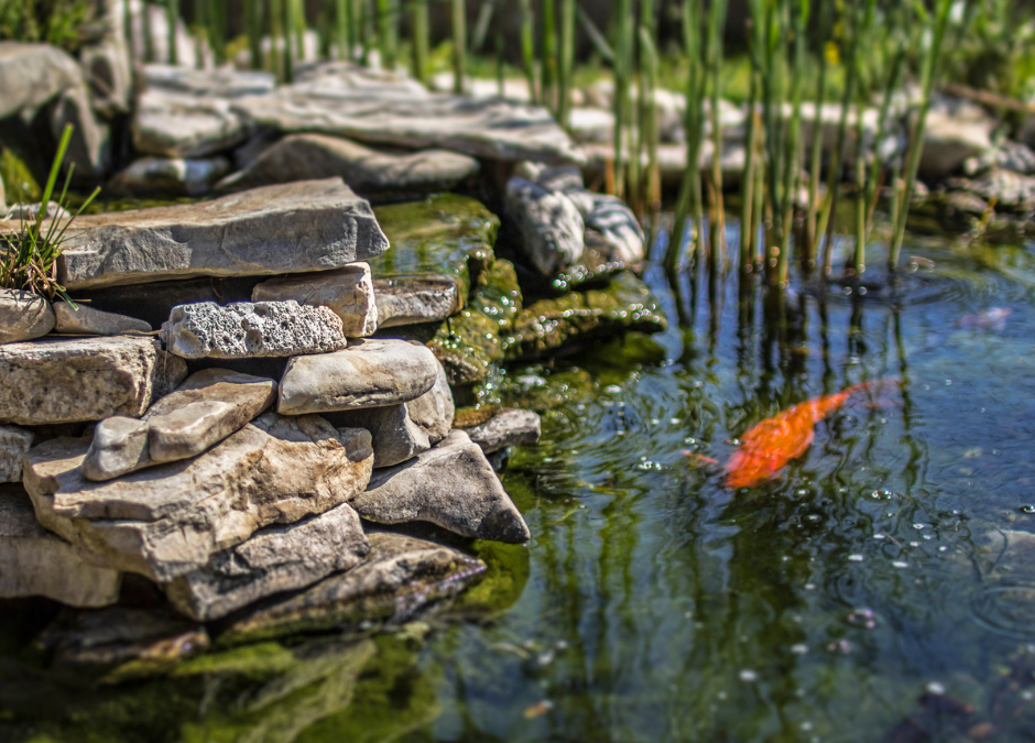 7 Steps For Cleaning Up A Pond Using Beneficial Bacteria