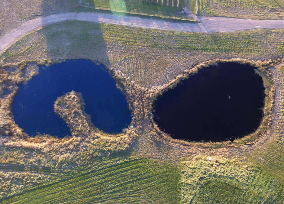 The Differences Between Black and Blue Pond Dye