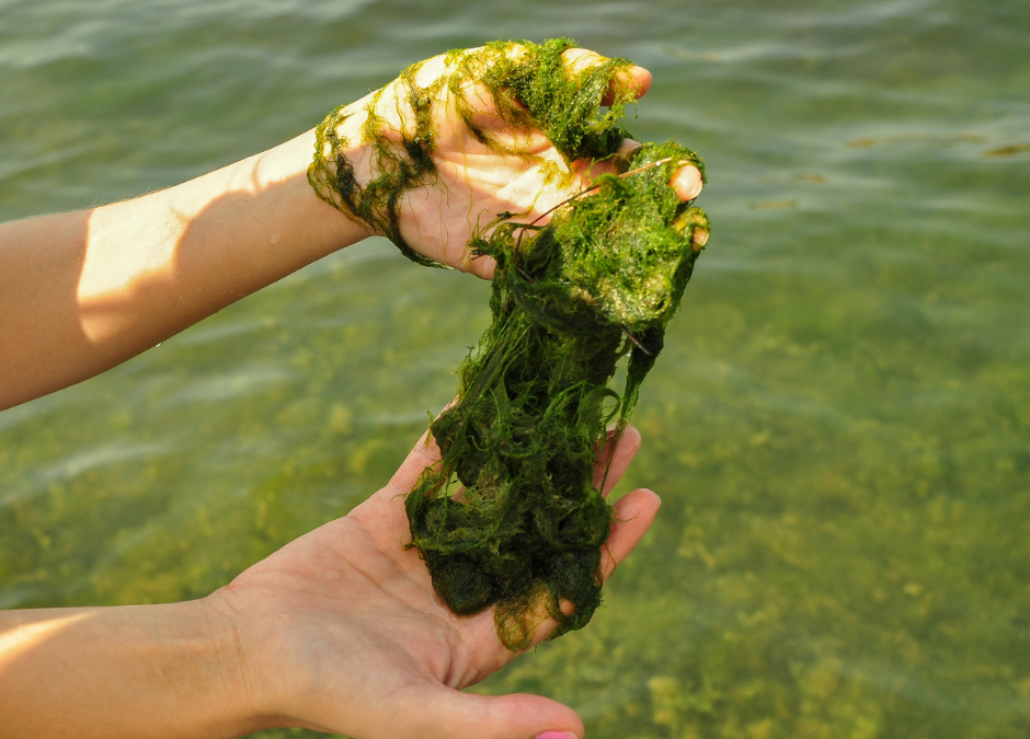Filamentous Algae Explained