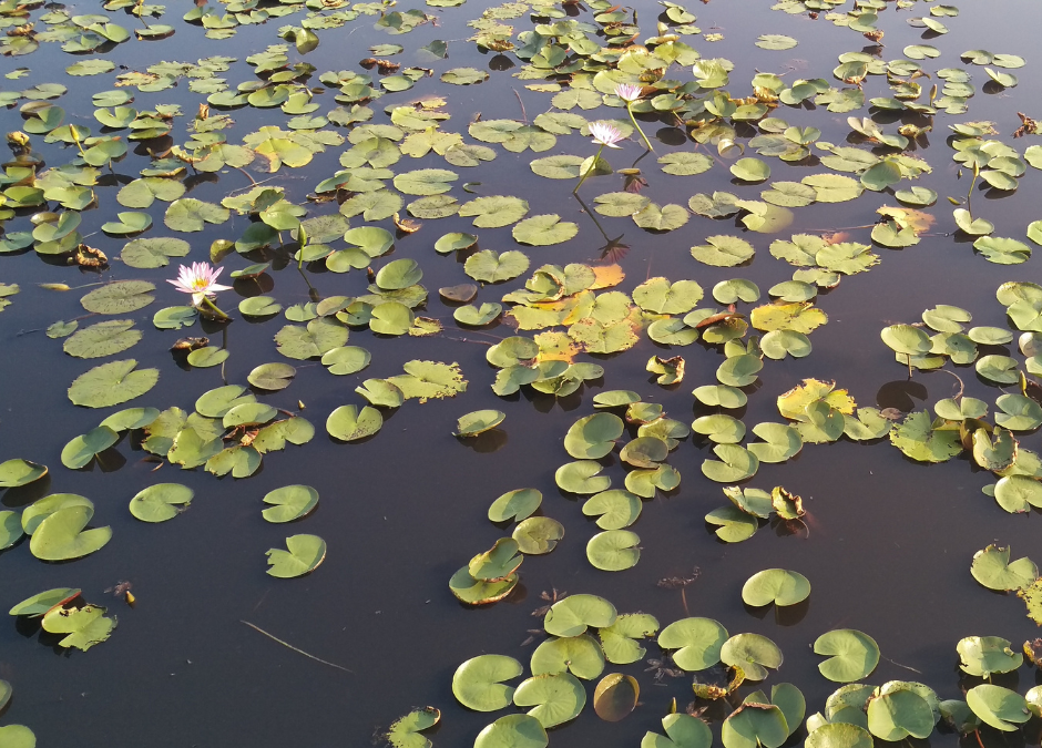 Understanding Water Lilies