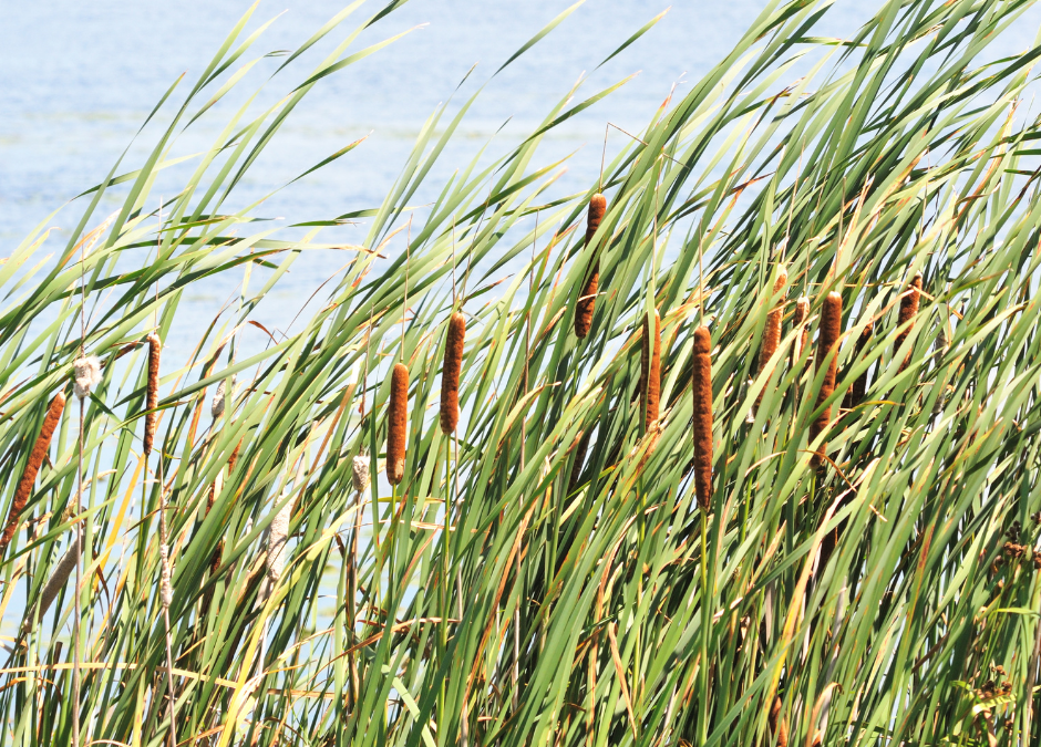 What Are Cattails and How To Control Them