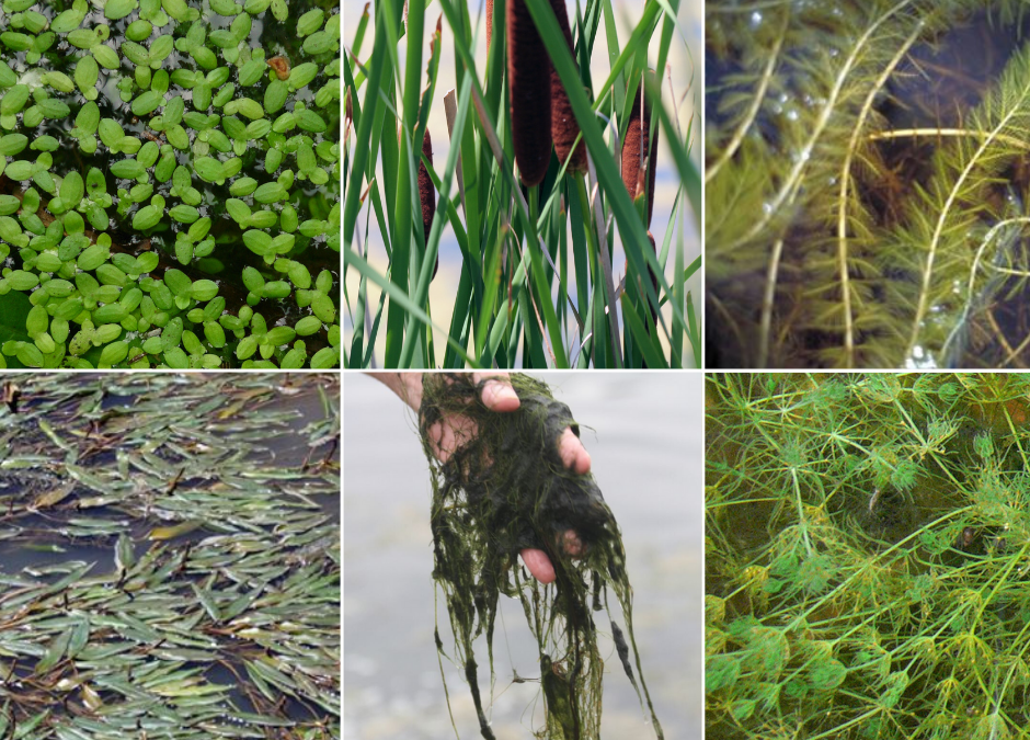 Pond Weed Identification