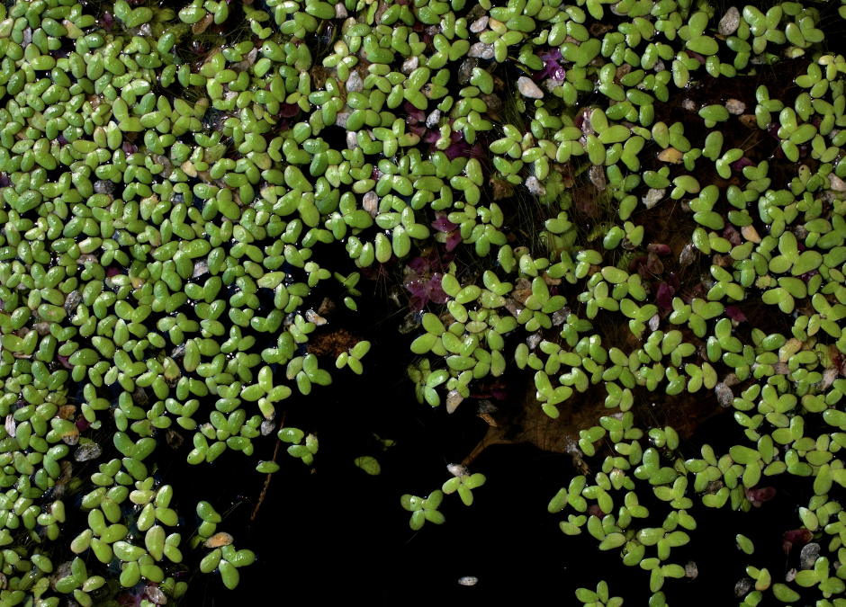 What Is Duckweed and How Can You Control It?
