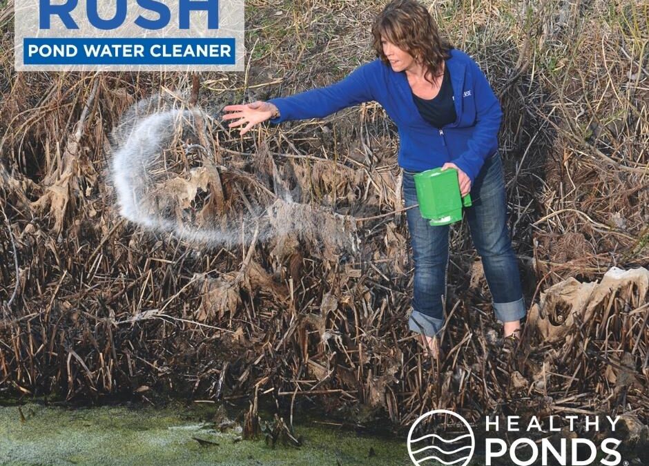 4 Helpful Pond Water Treatment Methods