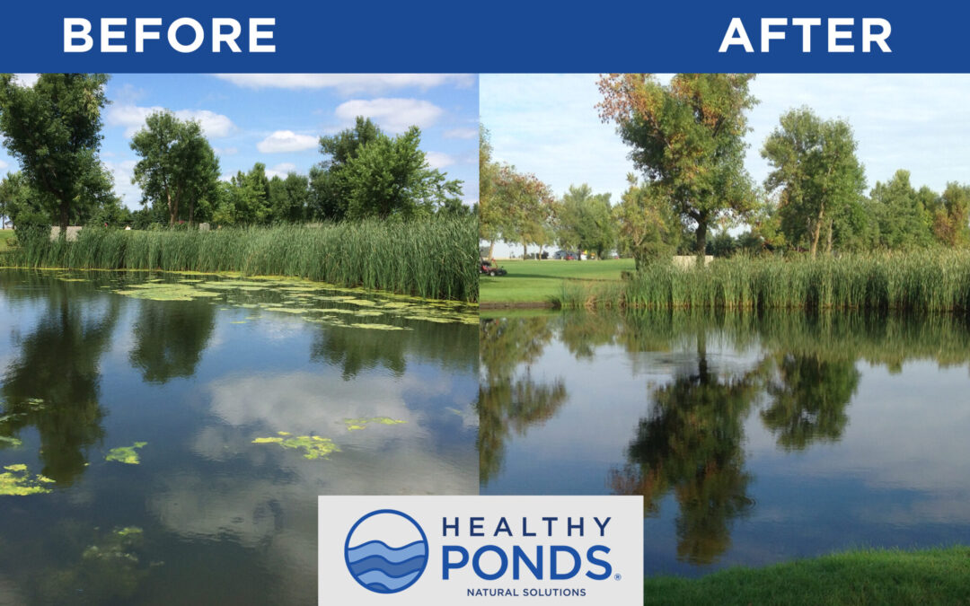 How to Achieve a Thriving Pond: 4 Ways