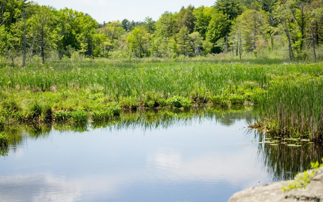 Stagnant Waters: The Impact on Ponds and Treatment Methods