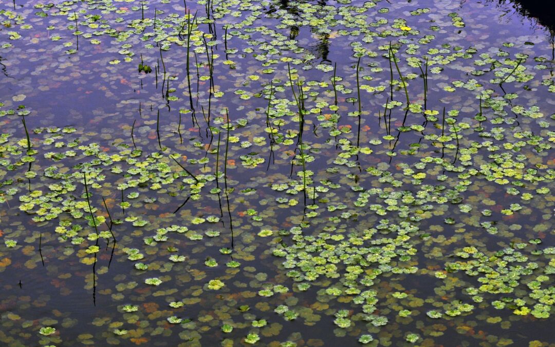 Green aquatic plants floating in a swamp