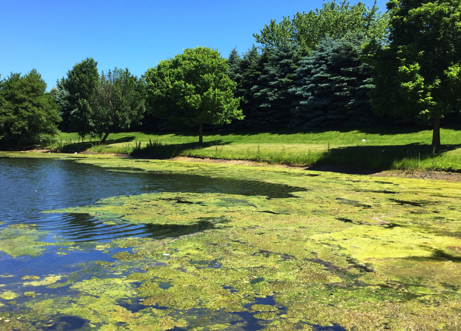 Pond Algae Effects