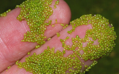 Duckweed and Watermeal Treatment: What You Need to Know