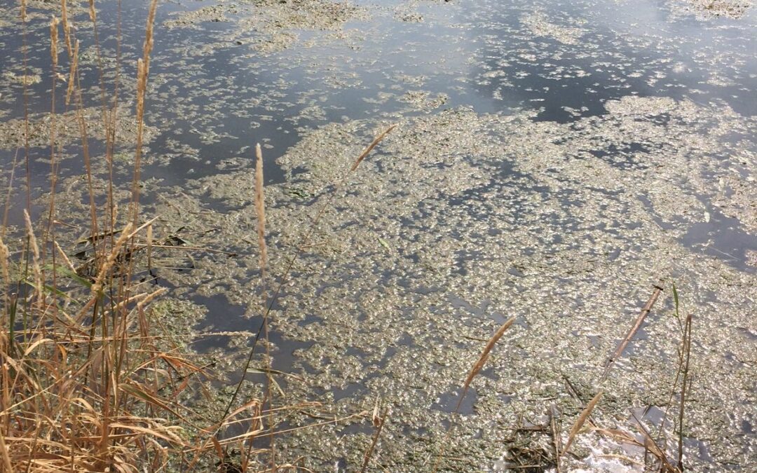 Must-Known Facts About Stagnant Ponds and Its Effects