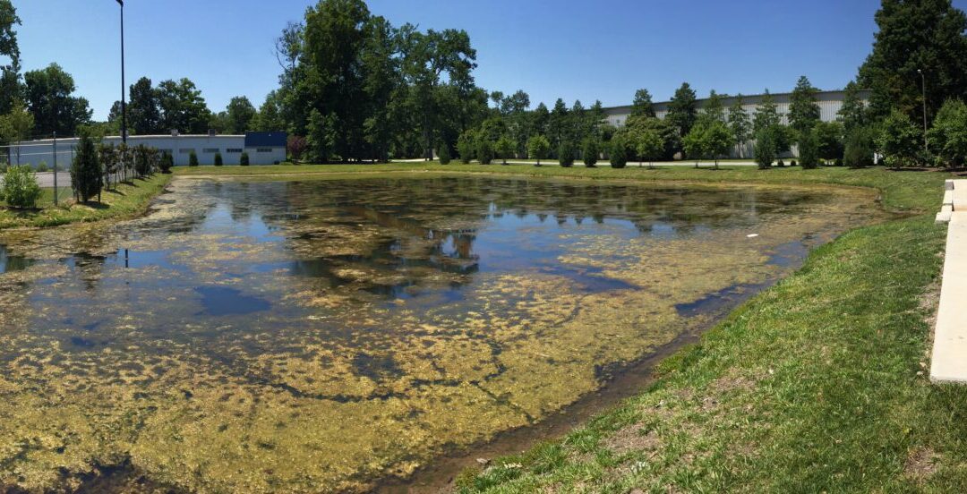 Expert Tips for Mastering the Art of Pond Weed Management