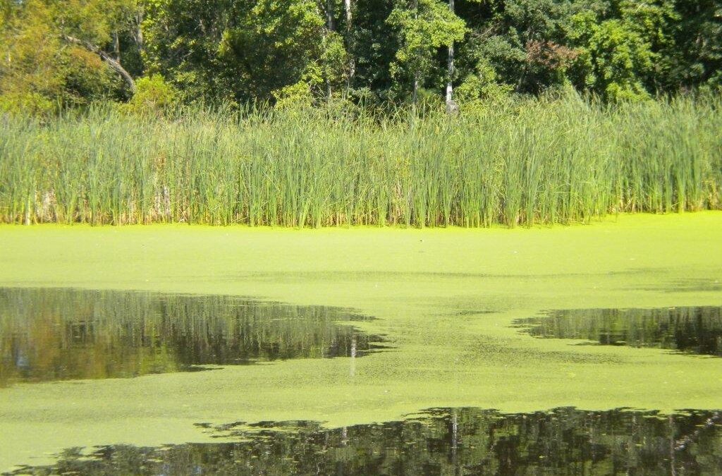 Understanding 9 Common Causes of Unclear Pond Water